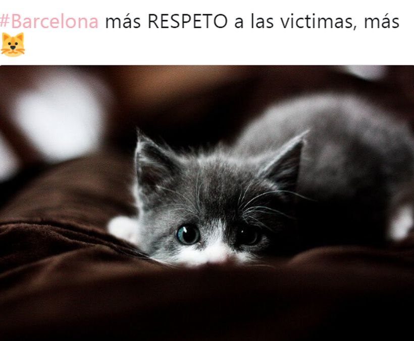 Twitter se llenó de gatos para proteger a las víctimas del atentado en Barcelona