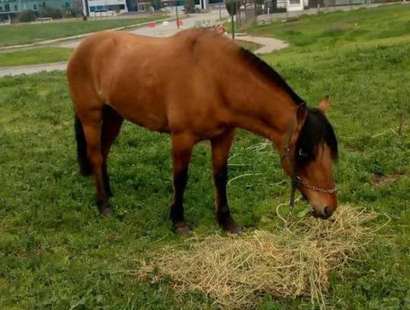 Dueño ofrece recompensa por algún dato que dé con sus ocho caballos robados en Santiago