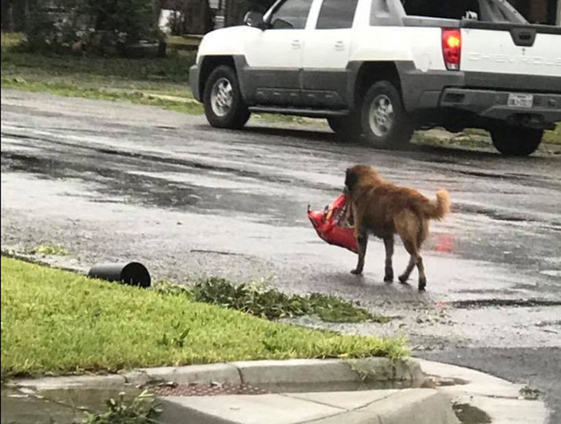 Perrito que huyó del huracán Harvey con su bolsa de comida se volvió viral