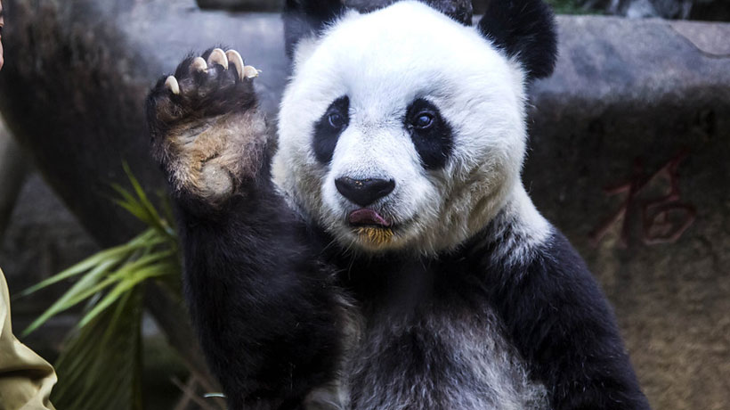 China llora por la muerte de la panda Basi, la más longeva del mundo