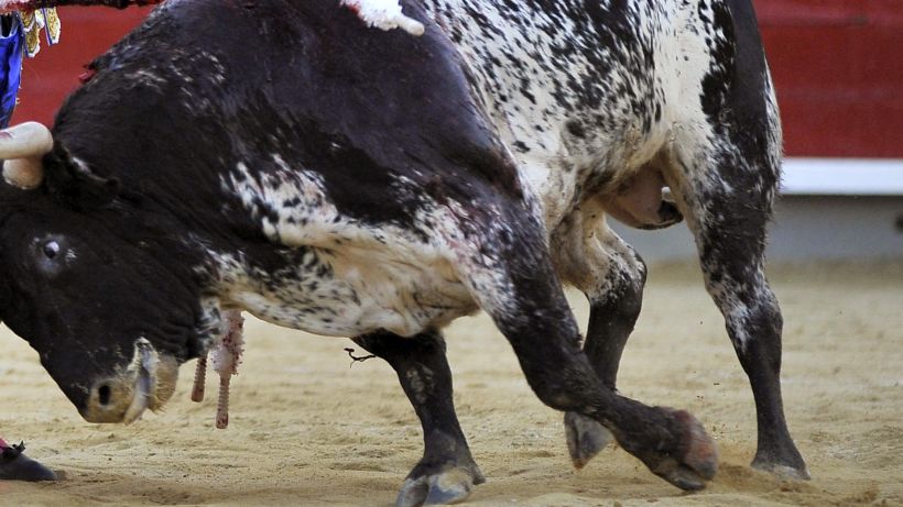 Pirque: toro embistió a una mujer luego de escapar de la medialuna del Parque Vicente Huidobro