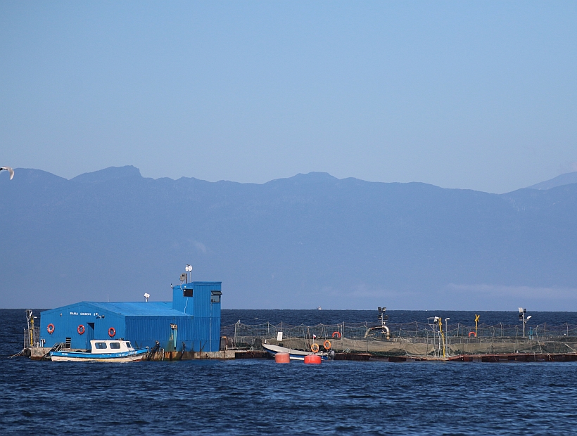 Detuvieron a presidente del sindicato de una pesquera por hurto de salmones Detuvieron a presidente del sindicato de una pesquera por hurto de salmones