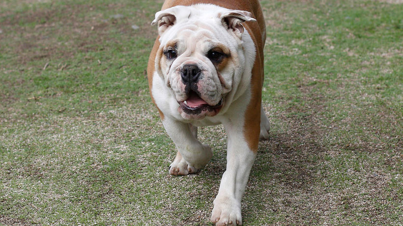 El Bulldog inglés es la nueva raza de perros favorita de los chilenos