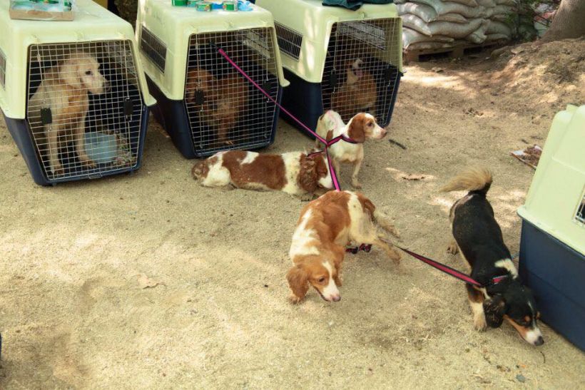 Providencia se querellará contra dueño de departamento que abandonó a 12 perros