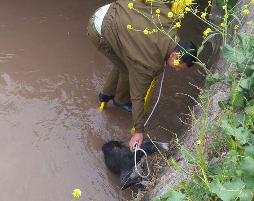 [FOTOS] Carabineros rescató a perro que cayó a un canal en Colina