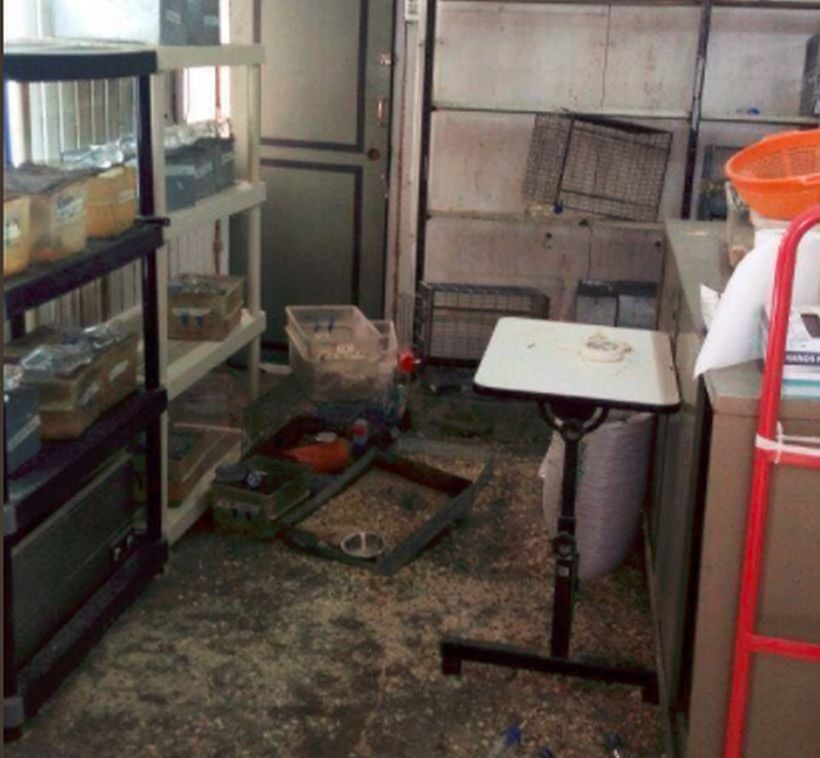 Animalistas liberaron ratas de un laboratorio de la U. de Chile y todas murieron