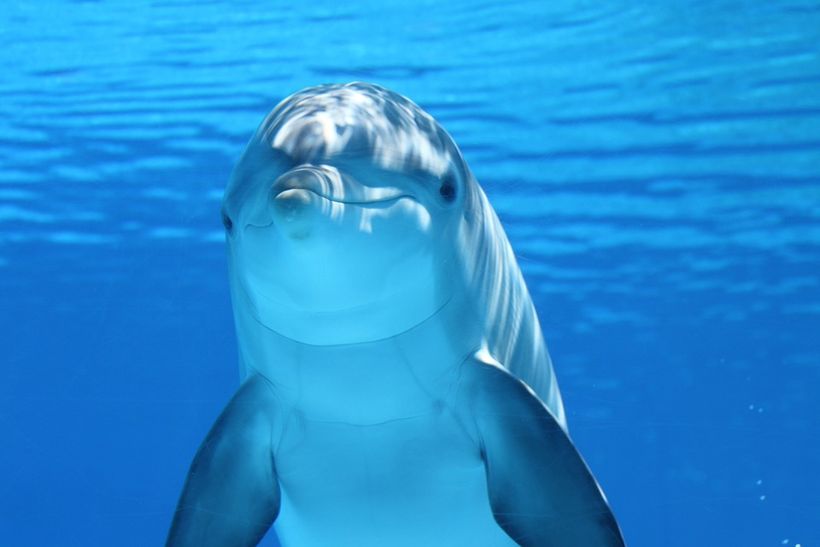Los delfines y las ballenas 