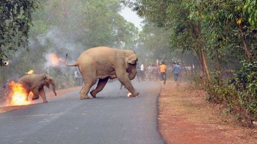 Fuerte fotografía de un elefante en llamas gana concurso en la India