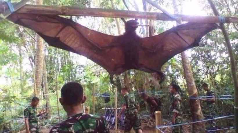 Capturaron un murciélago gigante en Filipinas