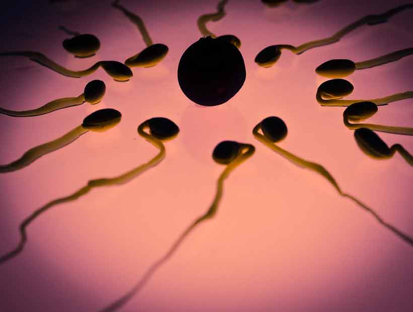 Científicos descifraron cómo navegan los espermatozoides
