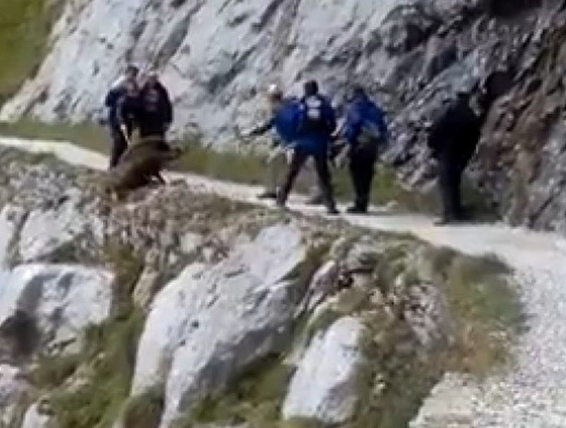 [VIDEO] Indignación por senderistas que empujaron a un jabalí a un acantilado en Europa