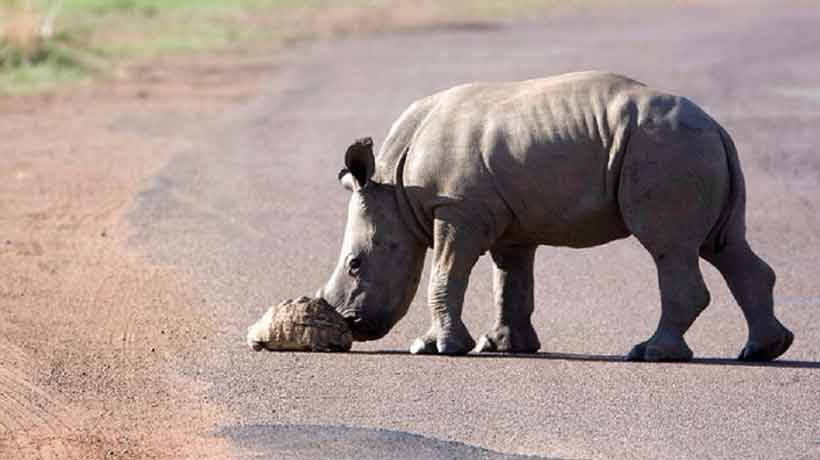 Rinoceronte bebé ayudó a tortuga a cruzar la carretera