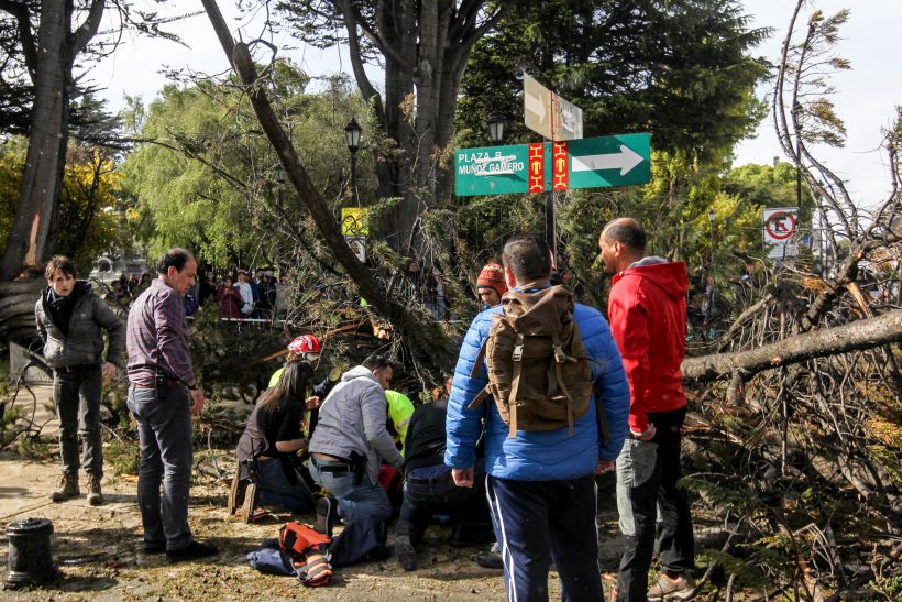 Árbol cayó por fuerte viento y dejó dos lesionados en Punta Arenas