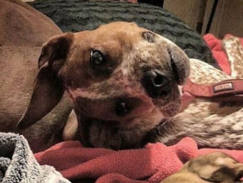 La aterradora ilusión óptica que transformó a este perrito en viral