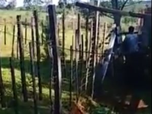 Argentino grabó y funó a vecino que abusaba sexualmente de su vaca