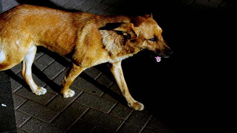 Colegio Médico Veterinario advirtió que prohibición de alimentar a perros callejeros ocasionaría enfermedades y ataques