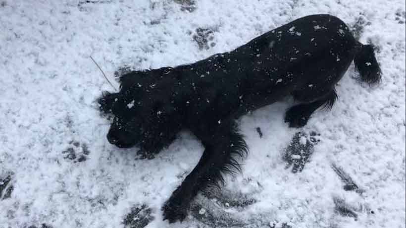 La divertida reacción de un perro al conocer la nieve por primera vez