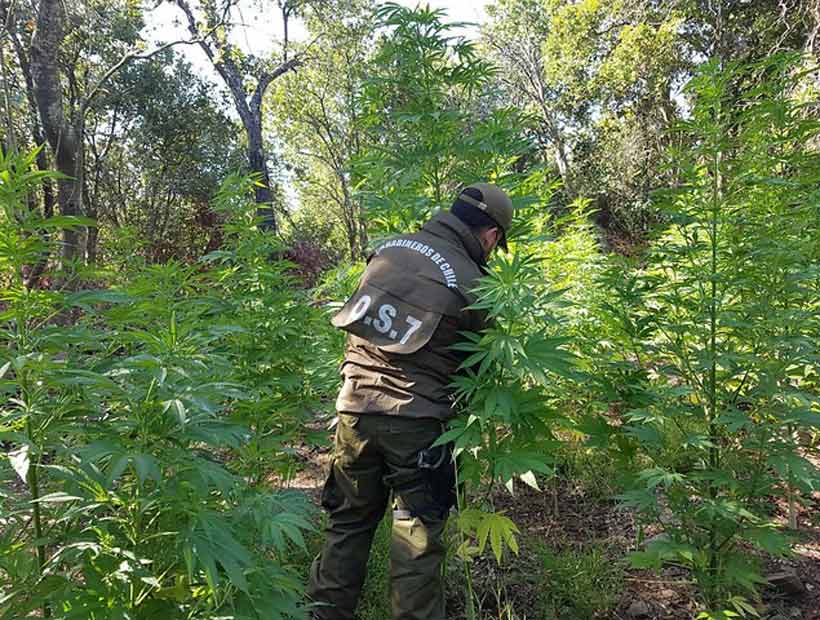 Más de 400 menores han sido detenidos por cultivar marihuana desde 2013