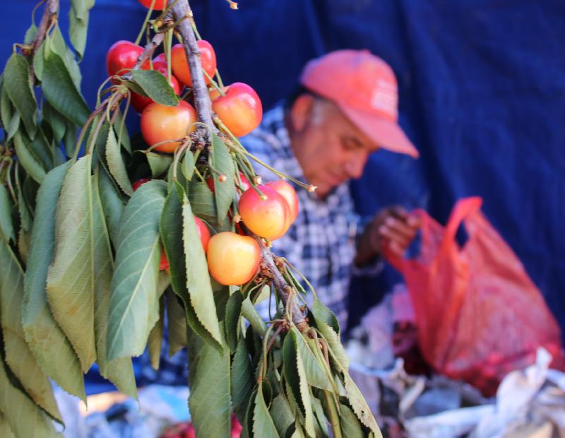 Fiesta de la Cereza de Quillón dejó felices a turistas y productores Fiesta de la Cereza de Quillón dejó felices a turistas y productores