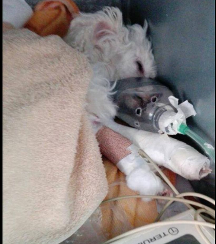 Denuncian muerte de Kenita una perra poodle que habría sido atacada por otras mascotas en peluquería canina