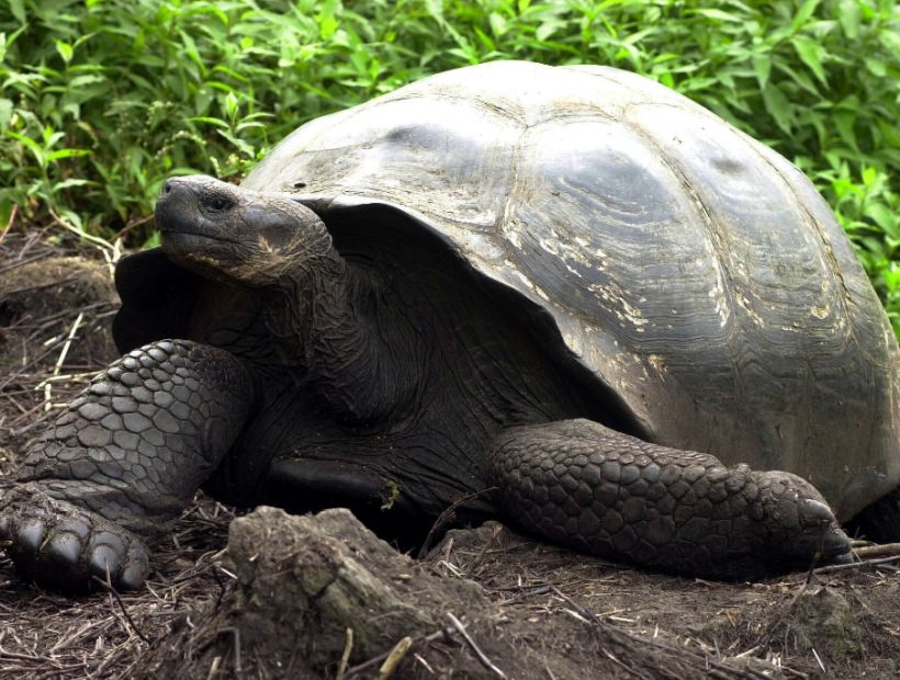 Luego de un siglo: nacieron tortugas en isla de Galápagos tras eliminar a las ratas