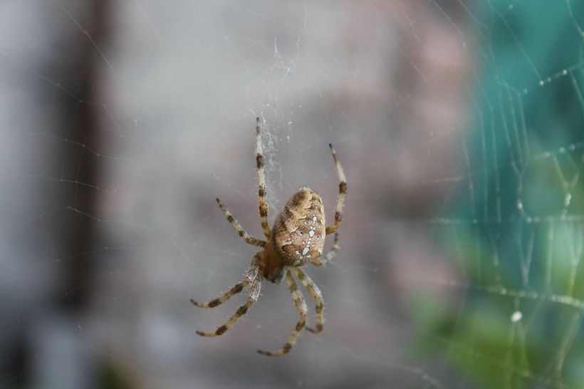 Identificaron a tres nuevas especies de arañas venenosas chilenas