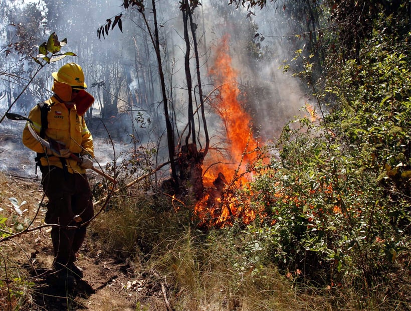 En Total 119 Hectáreas Han Sido Arrasadas Por Los Incendios Forestales En La Quinta Región 3210