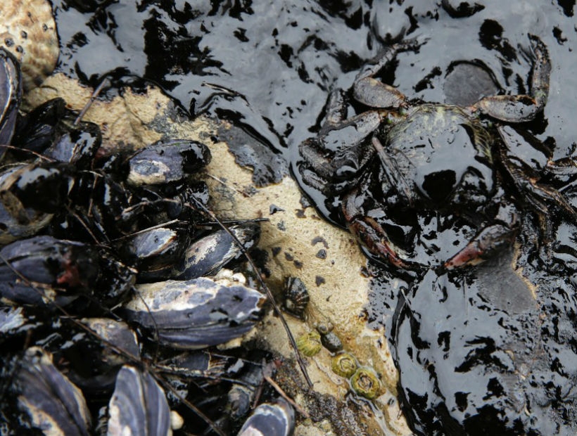 Organización ambientalista busca frenar el proyecto de ampliación del Terminal Marítimo de Mejillones
