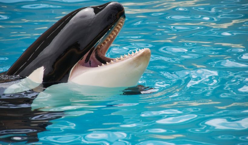 Investigador chileno reveló cómo se enseñó a orcas a imitar sonidos humanos