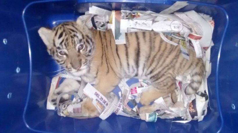 Encontraron cachorro de tigre al interior de una caja que sería enviada por correo en México