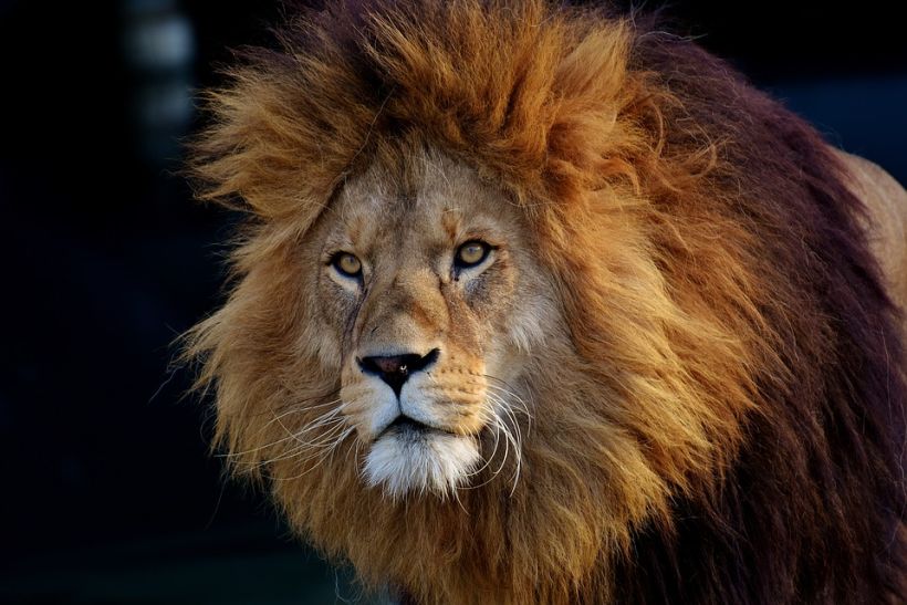 Cazador furtivo murió devorado por leones tras infiltrarse en una reserva en Sudáfrica