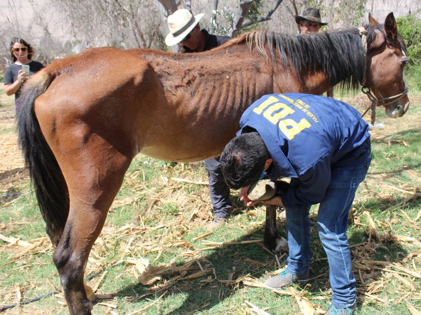 Animalistas De Arica Denuncian Maltrato A Un Caballo