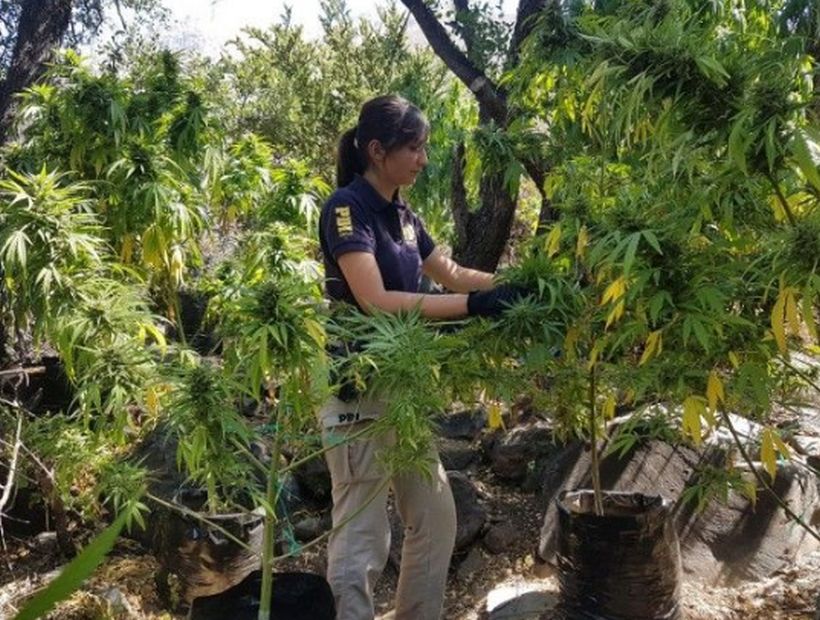 La PDI incautó cerca de mil plantas de marihuana en Los Vilos