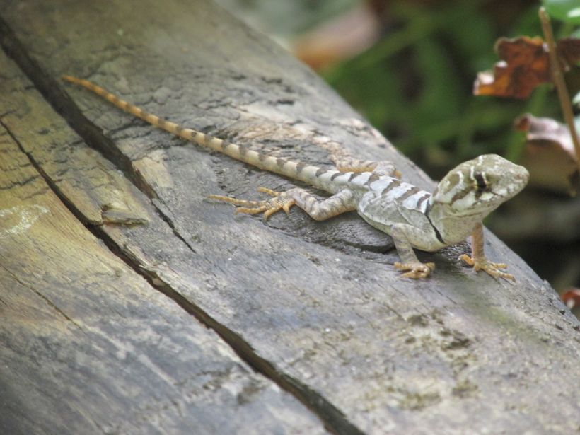 Personal de Conaf encontró a lagarto en peligro de extinción en la Reserva Nacional Río Clarillo