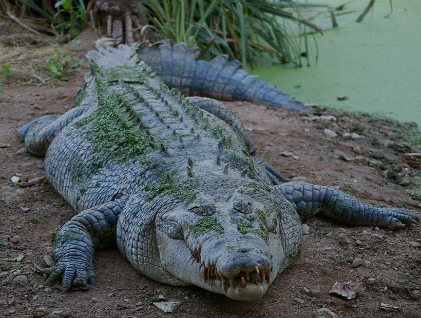 Un pescador fue devorado por un cocodrilo en Filipinas