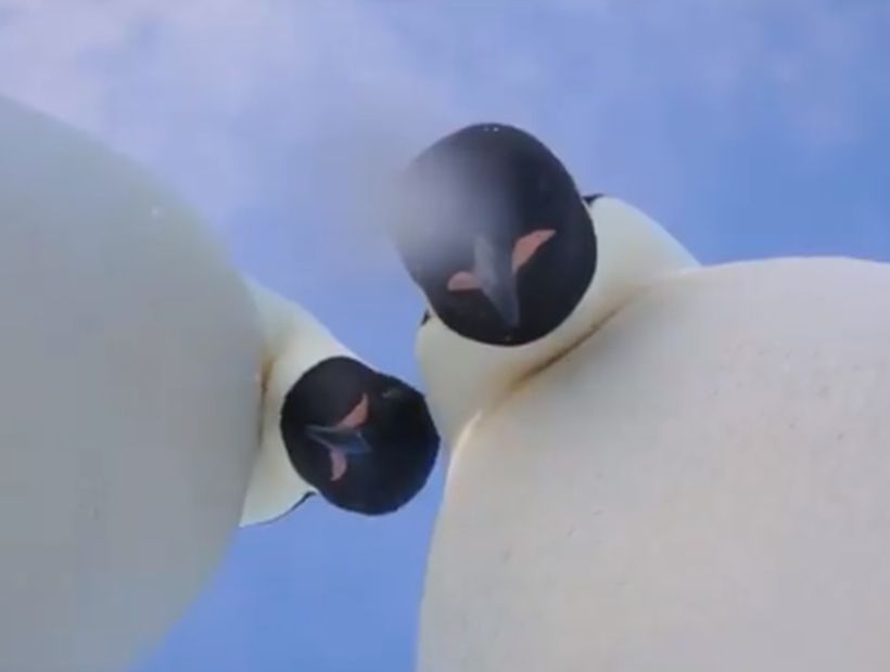 [VIDEO] El divertido momento en que dos pingüinos se tomaron una selfie