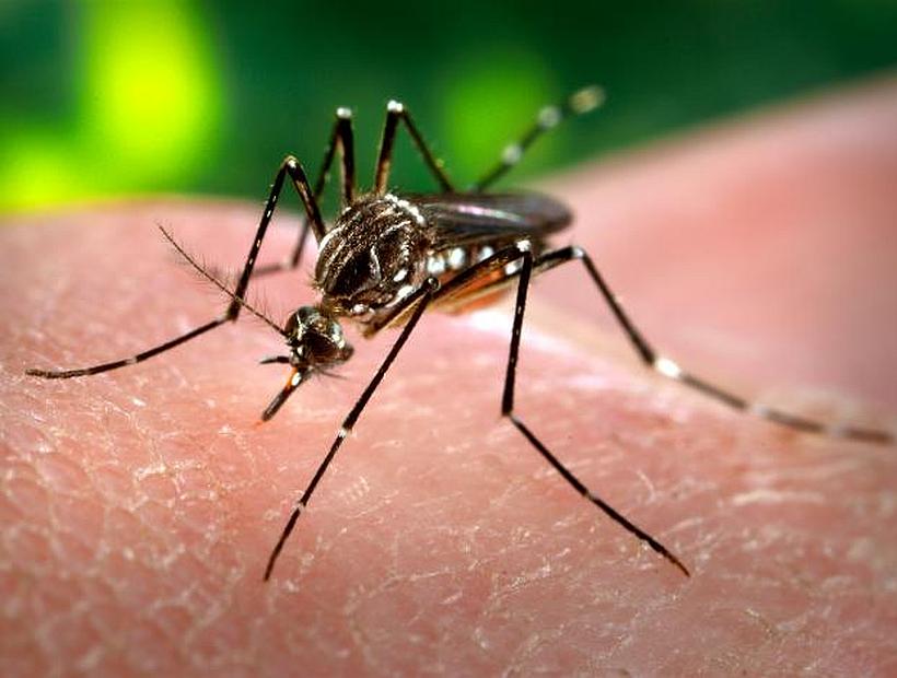 Minsal llamó a reforzar medidas preventivas ante presencia de mosquito que transmite Zika en Arica