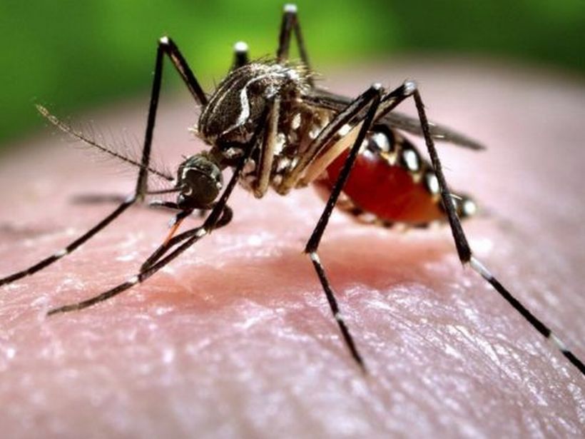ISP analiza muestras de 14 nuevos mosquitos provenientes de Arica