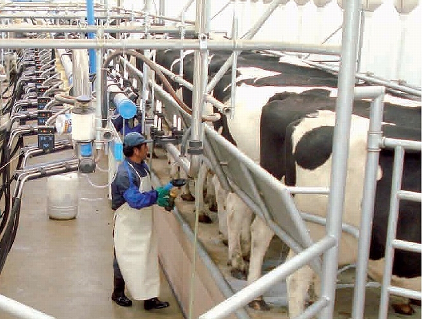 Bajas en precio de la leche provocarían pérdidas estimadas en $5 mil millones Bajas en precio de la leche provocarían pérdidas estimadas en $5 mil millones