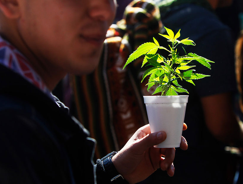 Ya está a la venta el primer medicamento de cannabis hecho en Chile