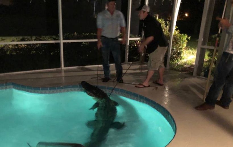 [VIDEO] Familia pilló a cocodrilo de tres metros nadando en su piscina en Florida