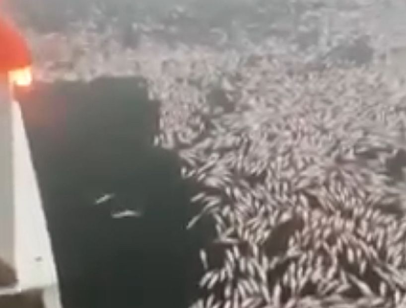 [VIDEO] Indagan la aparición de miles de merluzas muertas frente a las costas de Dichato