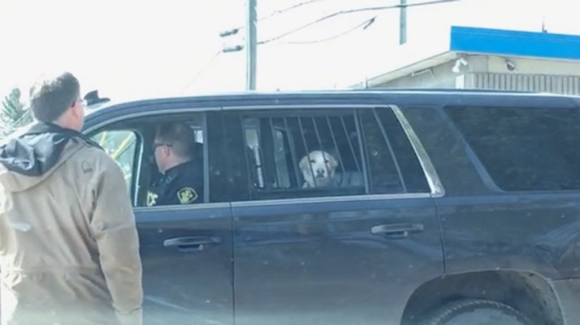 La expresión de este perro al ser detenido se volvió viral