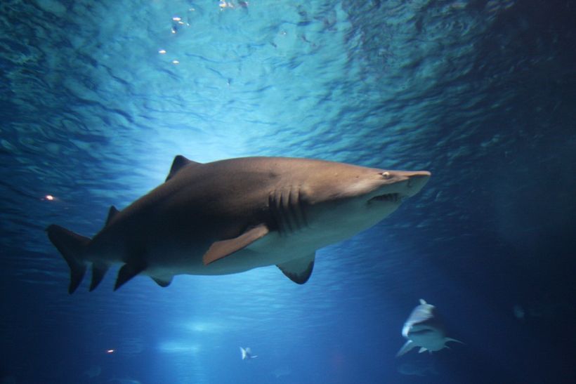 Cancelaron competencia de surf en Australia tras ataque de tiburones