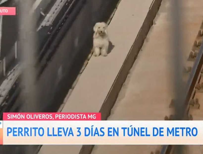 Metro anuncia que perrito atrapado por tres días en las vías habría salido rumbo a un sector de viviendas