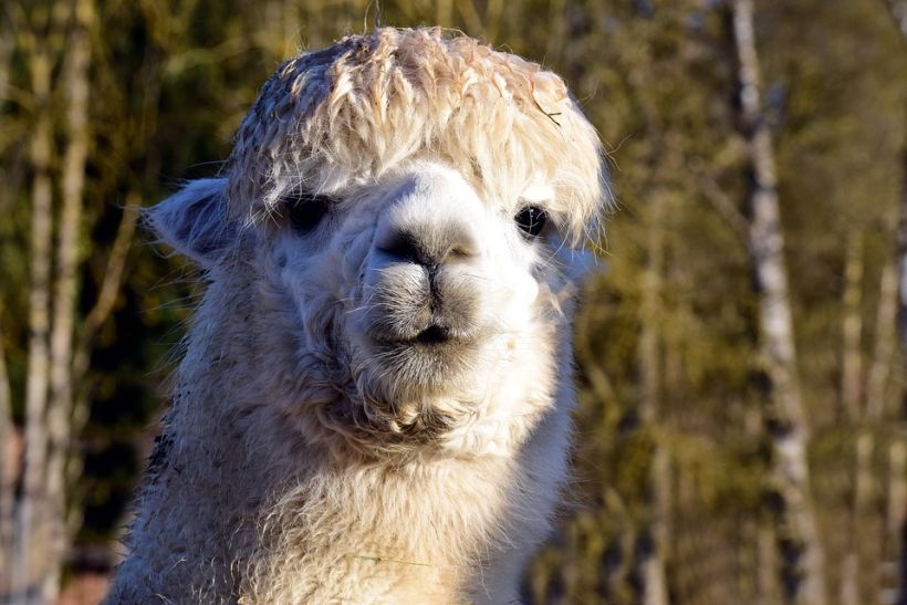 Universidad más antigua de América quiere clonar alpacas