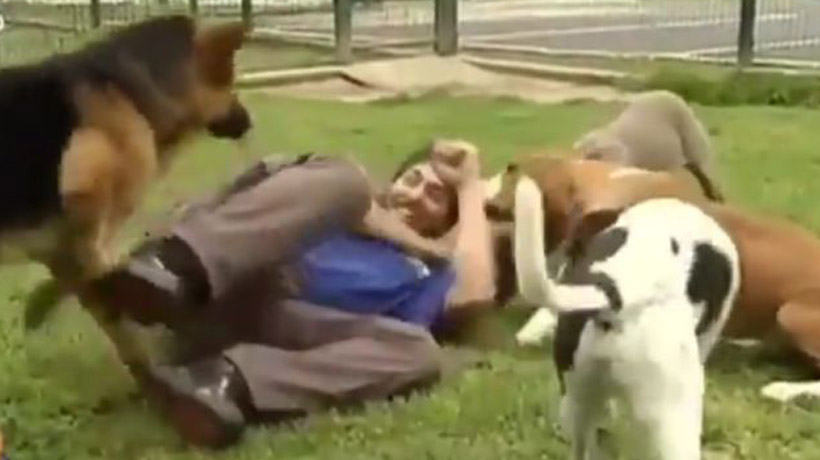 Adiestrador termina pateando a perros en plena entrevista en centro canino