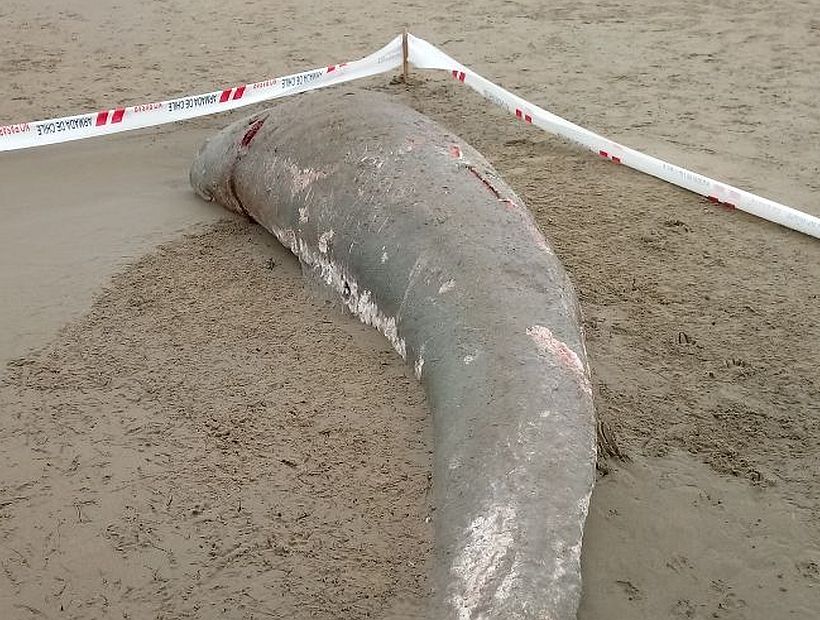 Un cetáceo muerto varó en una playa de Coronel