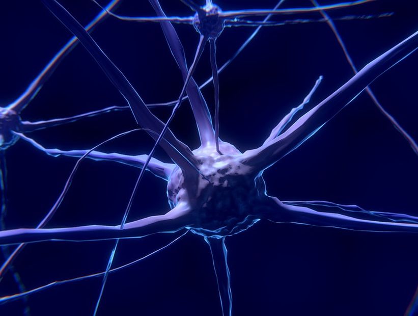 Menor producción de energía neuronal hace al cerebro más proclive a enfermar con la edad