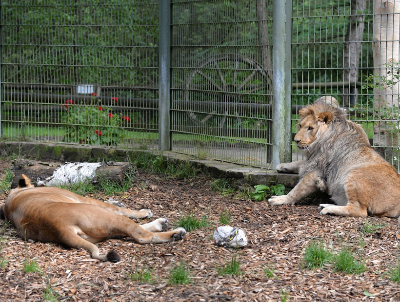 Capturaron a dos leones, dos tigres y un jaguar que se escaparon de un zoológico en Alemania